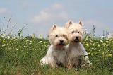 WESTIE 360